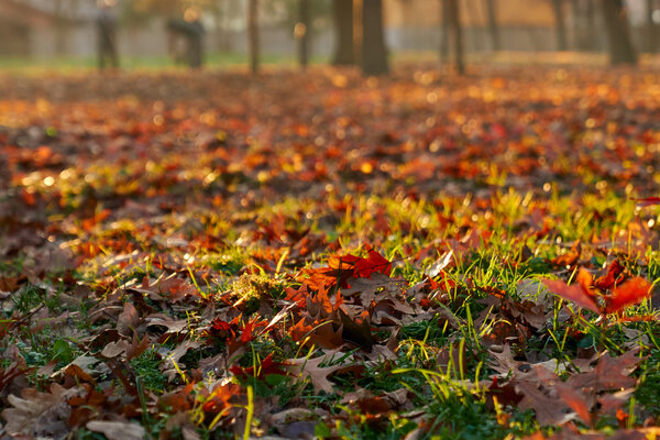 Herbstblätter in verschiedenen Rottönen bei Sonnenlicht auf dem Gras